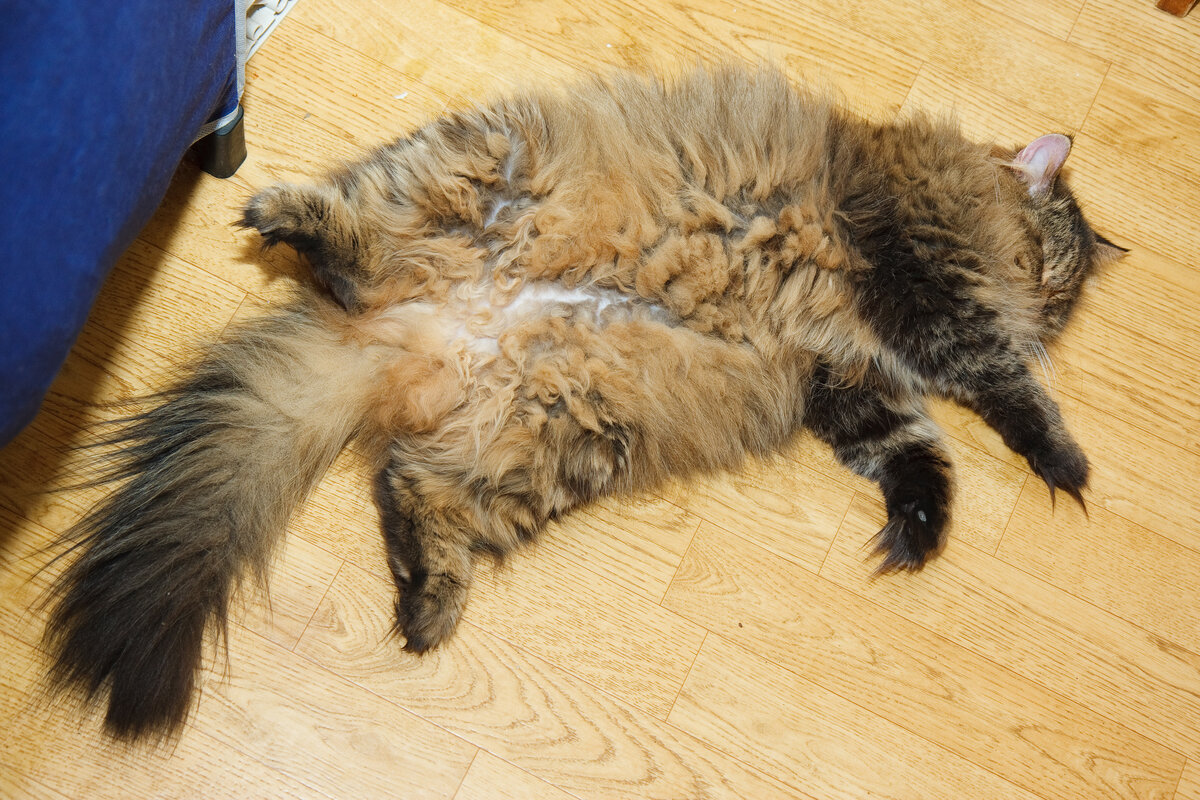 автор: Марк Стельмах