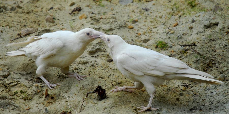 White crow. Белая ворона в природе. Белая ворона существует. Белый ворон в природе. Белые вороны в природе.