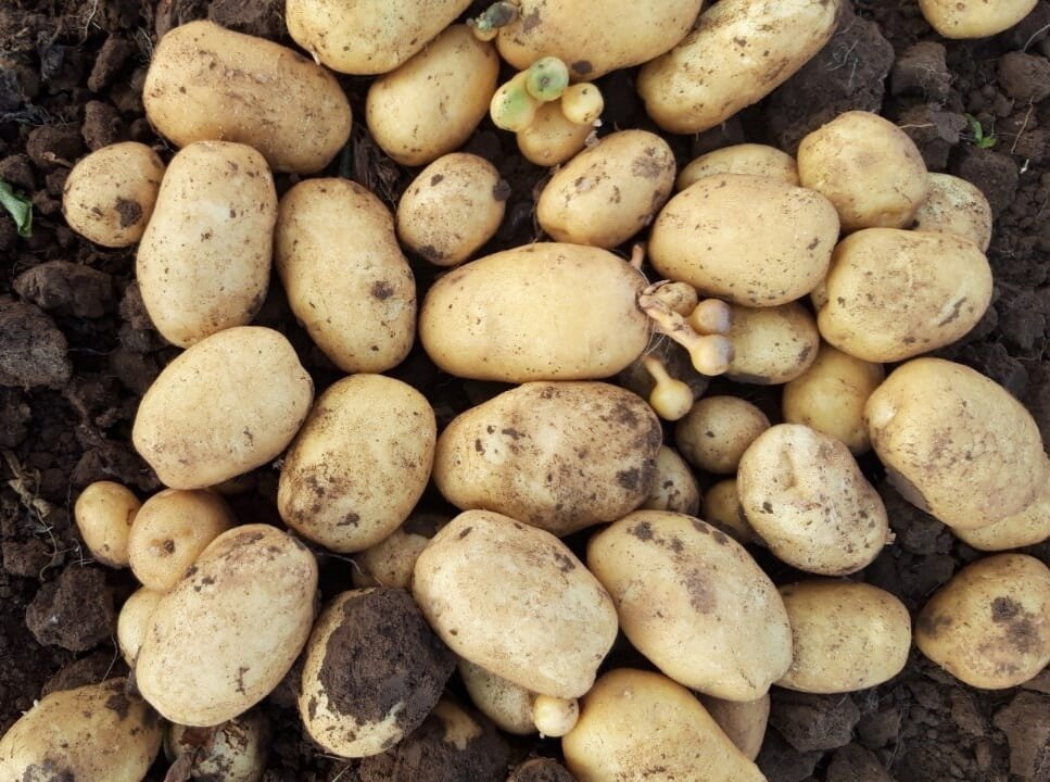 Урожай картофеля прошлого года. Как Вам?