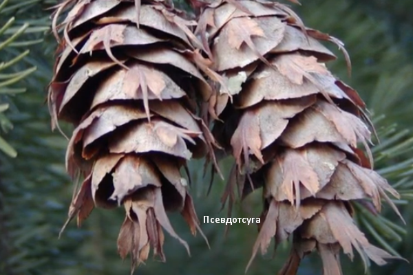 Популярные и редкие хвойные растения для вашего сада