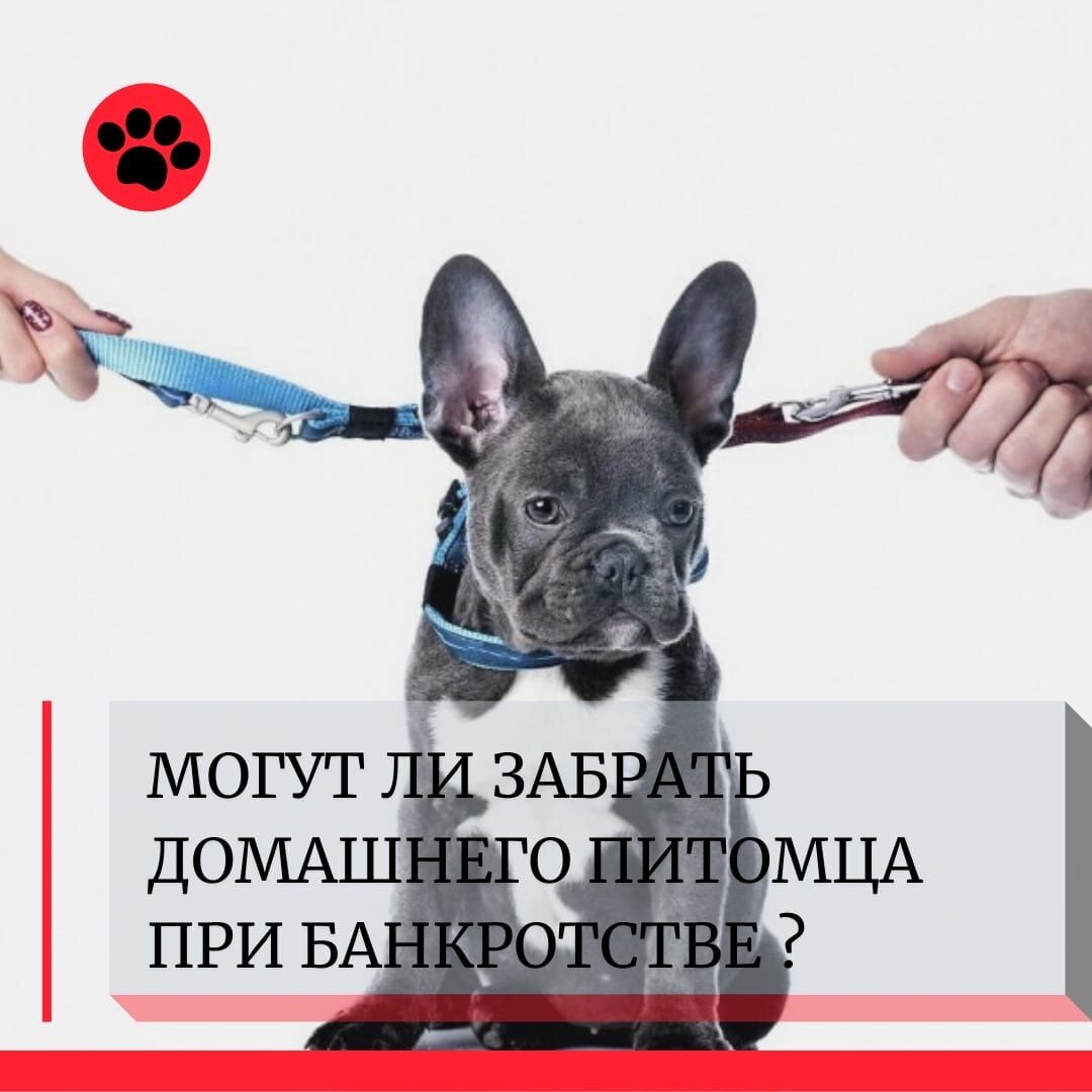 При банкротстве могут забрать домашних животных?🐾🐾 | bfl-help | Дзен