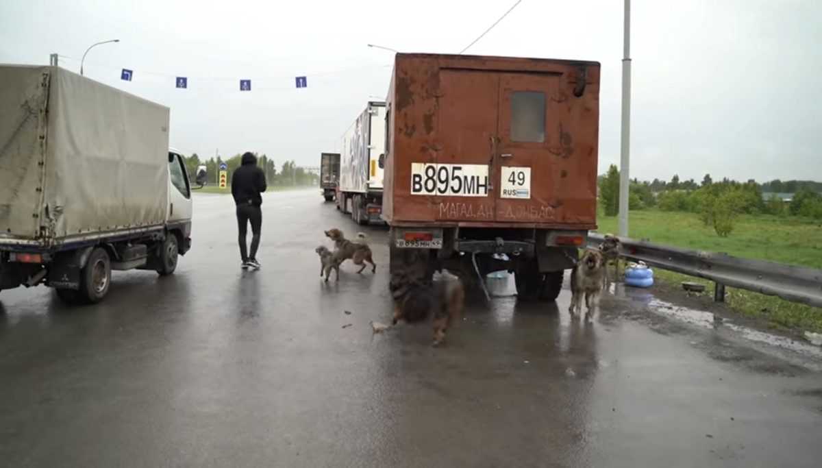 Нас встречают сразу 5 собак