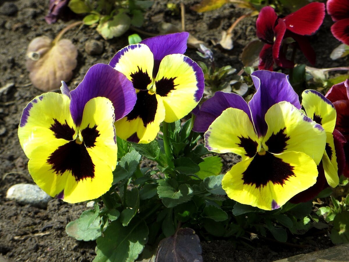 Фото цветов "анютины глазки"