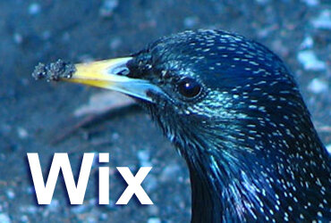 Здесь мне - Птицыну В.А. будет помогать еще один пернатый, сфотографированный на Сиреневом бульваре в Москве. Он зачем-то клевал асфальт. Правда это было весной. Но почему же осенью не вспомнить о весне?