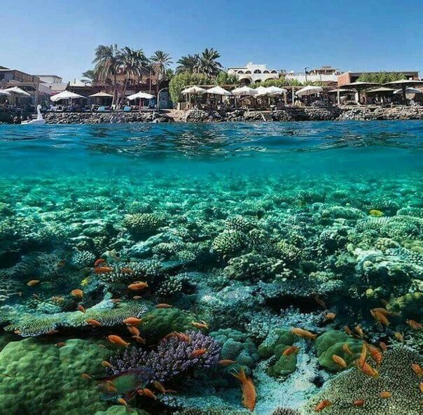 ПОДВОДНЫЙ МИР КРАСНОГО МОРЯ:  https://goo.su/7x0o