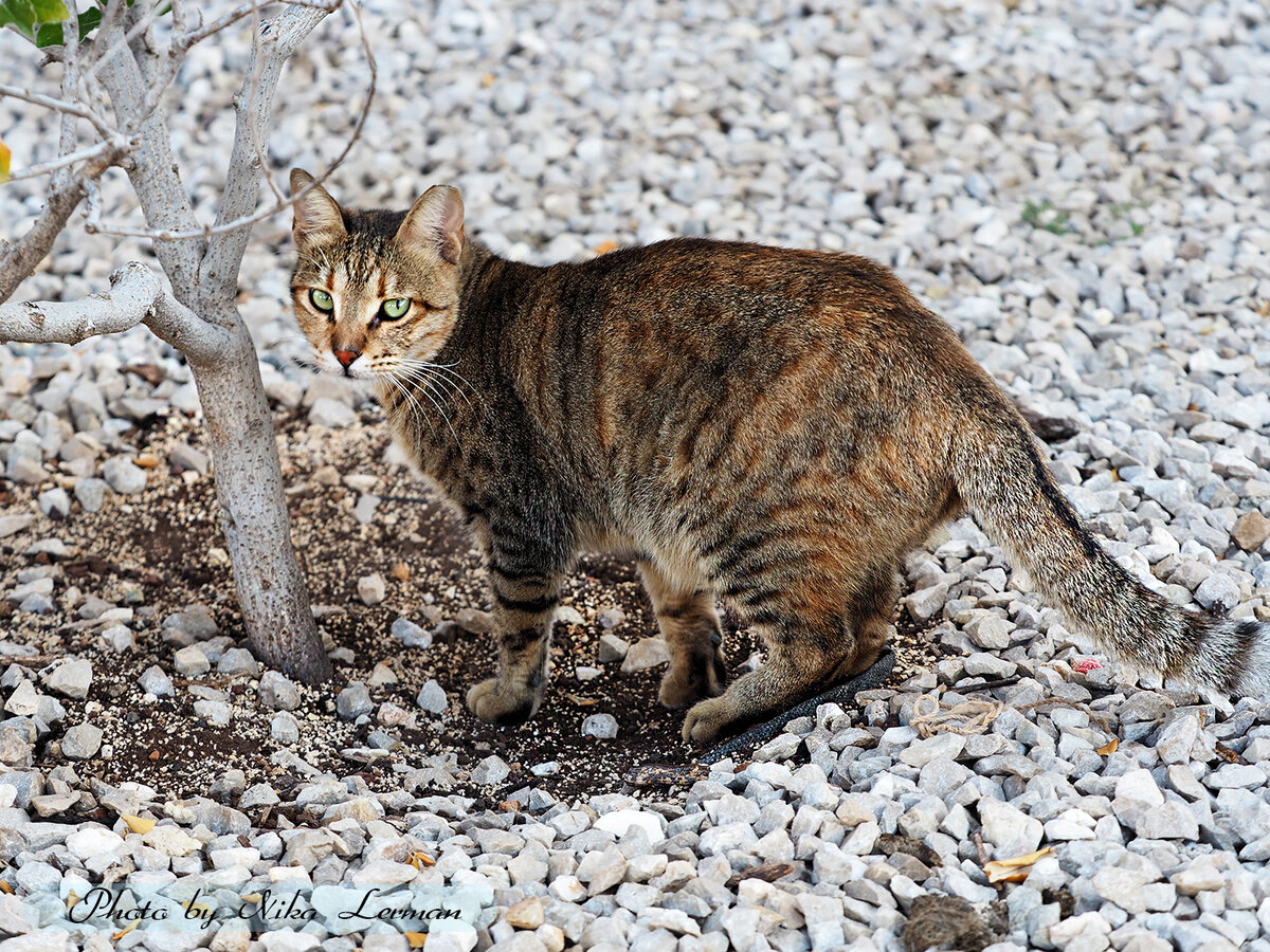 Фото автора