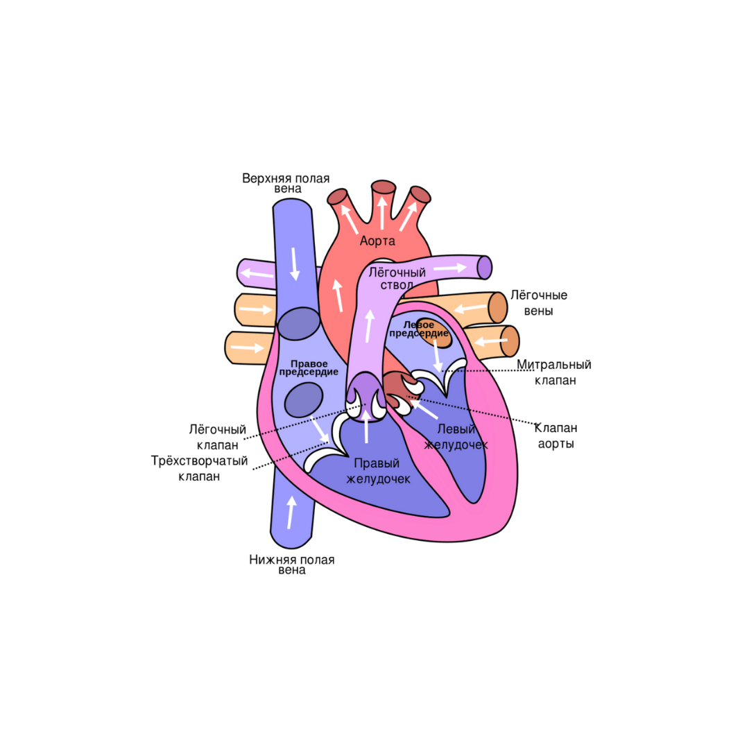 Итак, поговорим сегодня о том, что такое клапаны сердца и зачем они нужны. Начнем с того, что наше сердце состоит из четырёх камер: правое и левое предсердия и правый и левый желудочки.-2