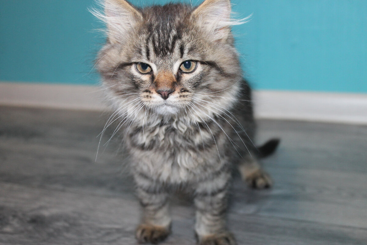 Авторское фото мамы с гитарой, наш котик Кукурузик, которого мы подобрали с улицы).