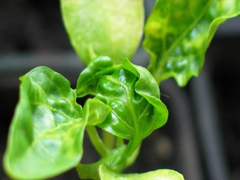 Скручивание листьев. Иллюстрация для статьи используется с сайта prostayaferma.ru