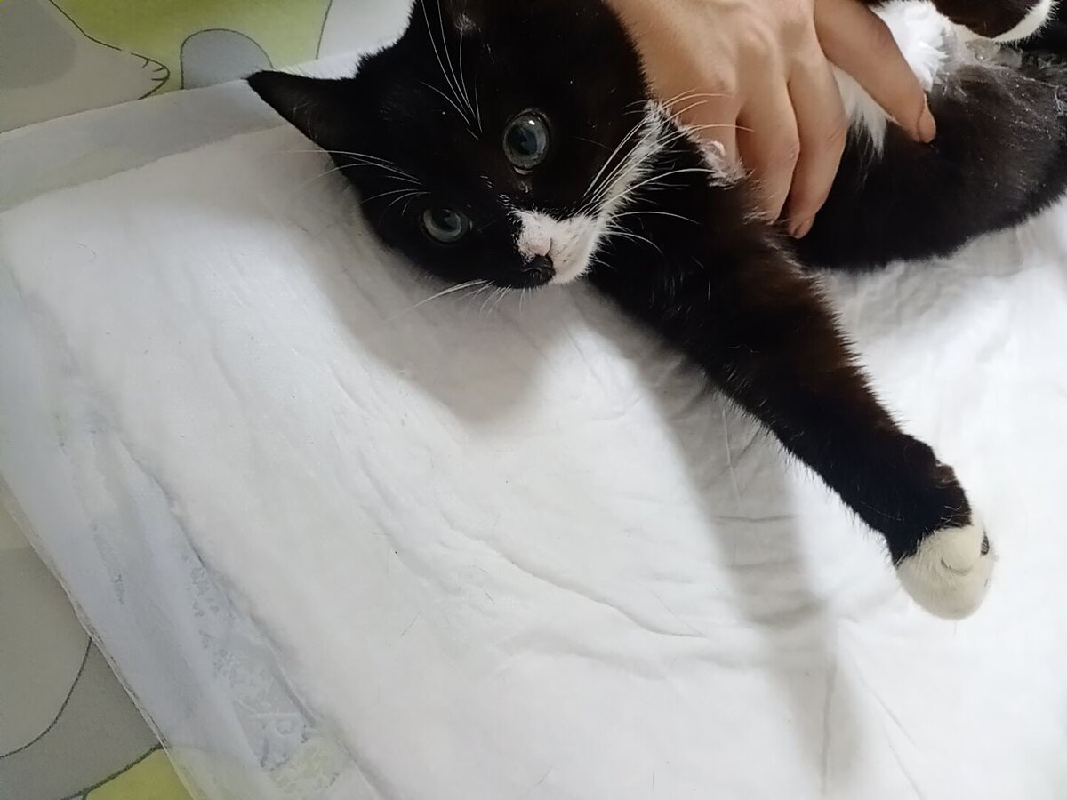 Сорока у ветеринара