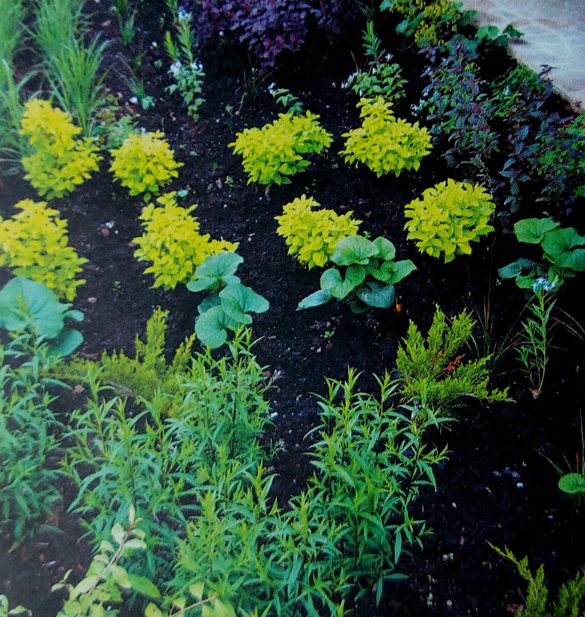 Рассада для изгороди (фото автора канала)