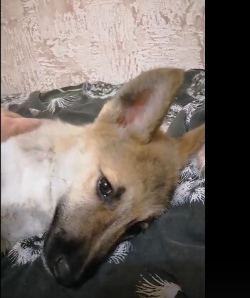 Якут