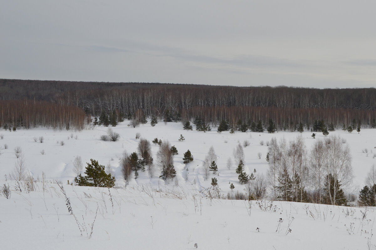 Лес манит. Фото автора