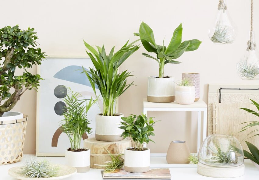 Растение ассорти houseplants