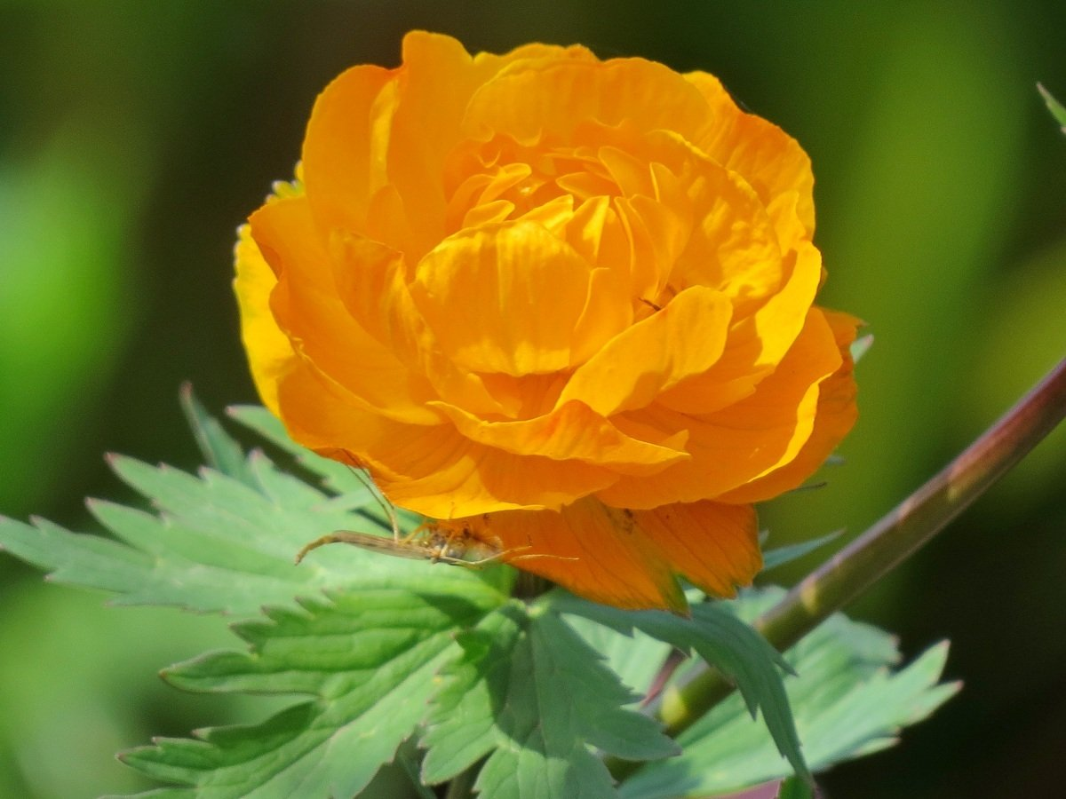 Trollius europaeus l