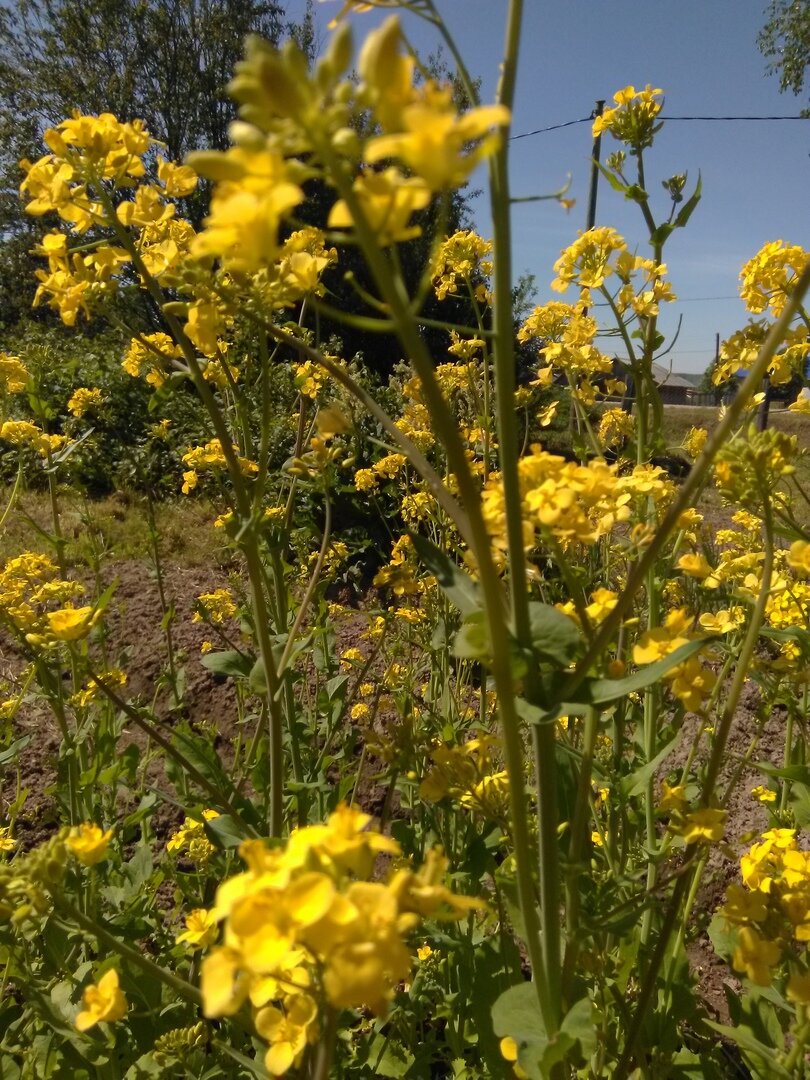 Репа цветёт !