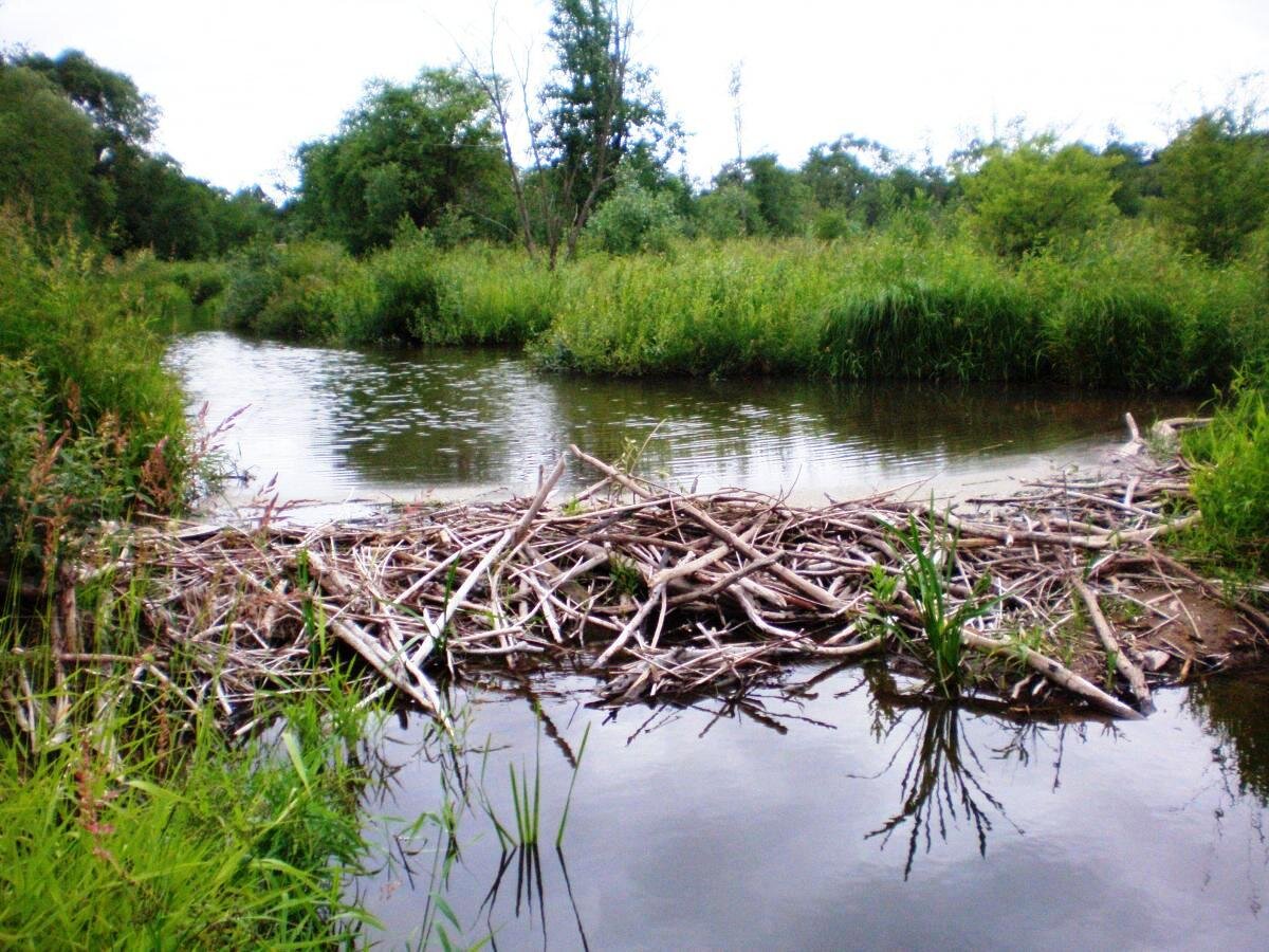 Зов природы: спасенный бобренок построил плотину в доме – удивительное явление природы