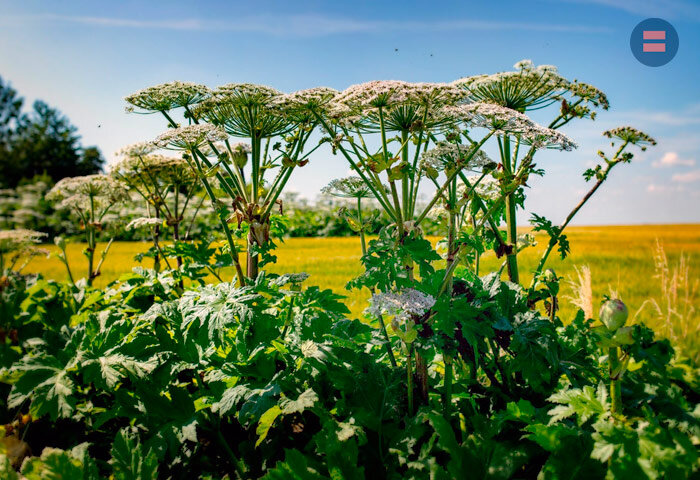 Борщевик Сосновского (Heracleum sosnowskyi)