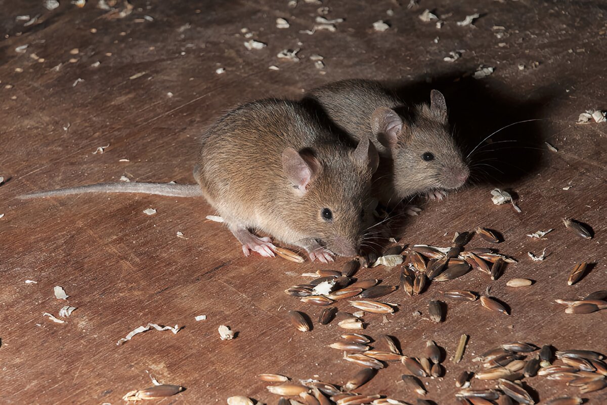 Домовая мышь млекопитающее длина. Домовая мышь. Мышь млекопитающее. Домовая мышь млекопитающее. Лабораторная мышь (mus musculus).