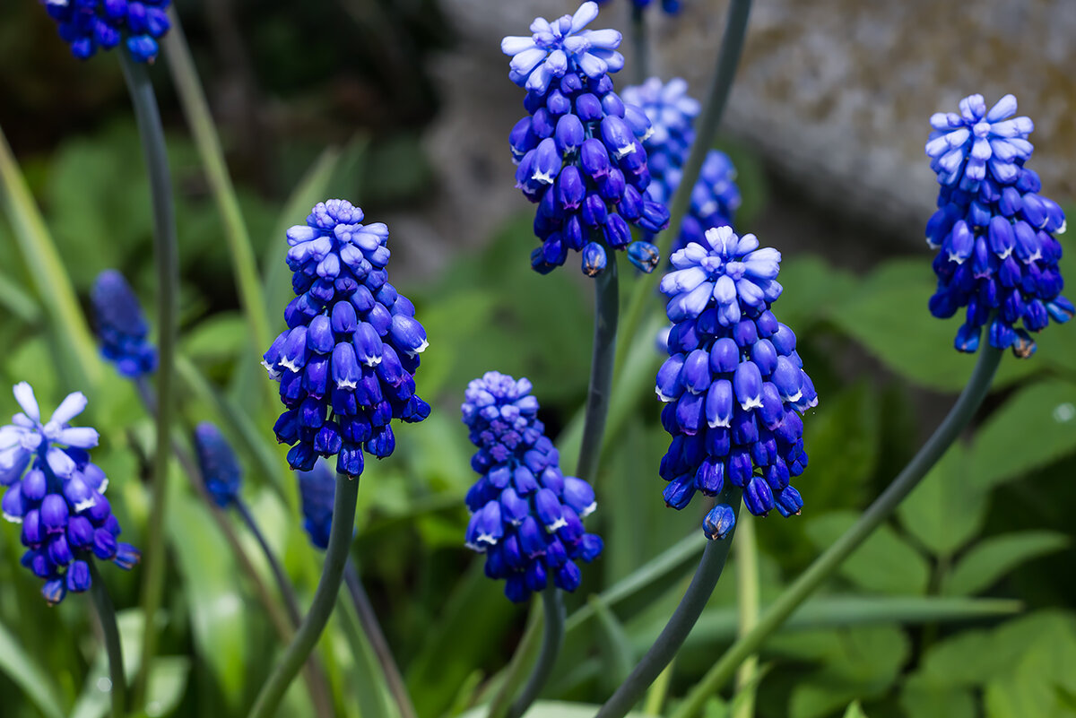 Мускари latifolium