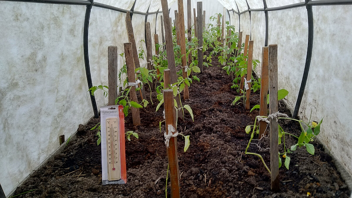 Помидоры, высаженные в парник 14 мая