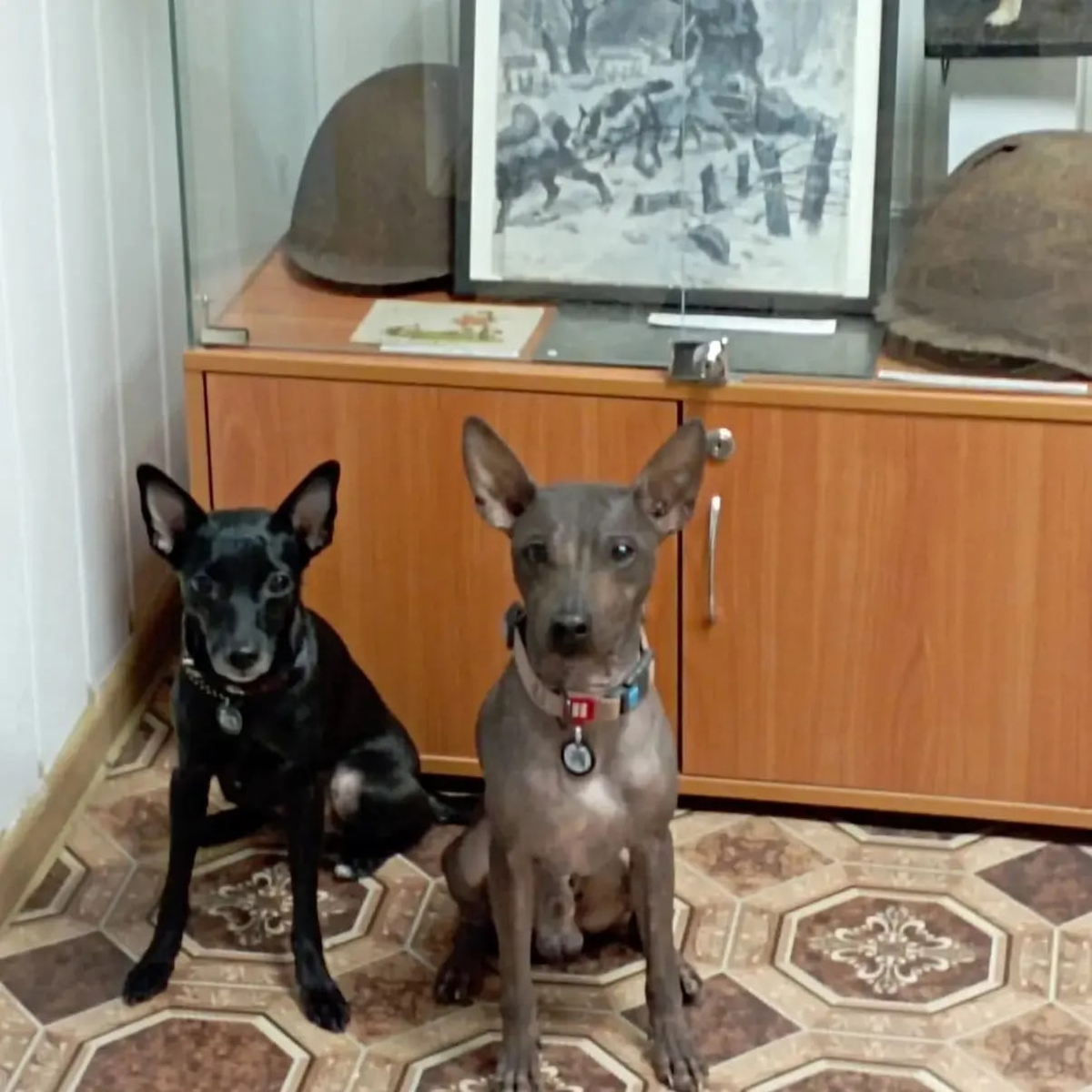 Бартез и Милли (фото Музея Собаки)
