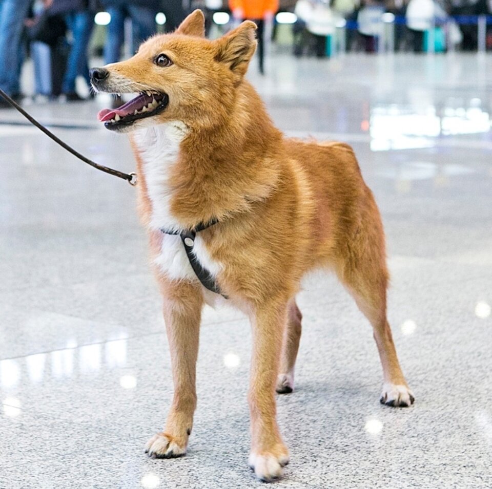 Грация, благородство и выправка – черты, которые квартерон перенял у лайки