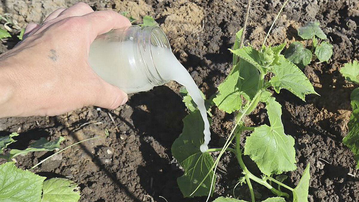 Любимая огуречная еда.