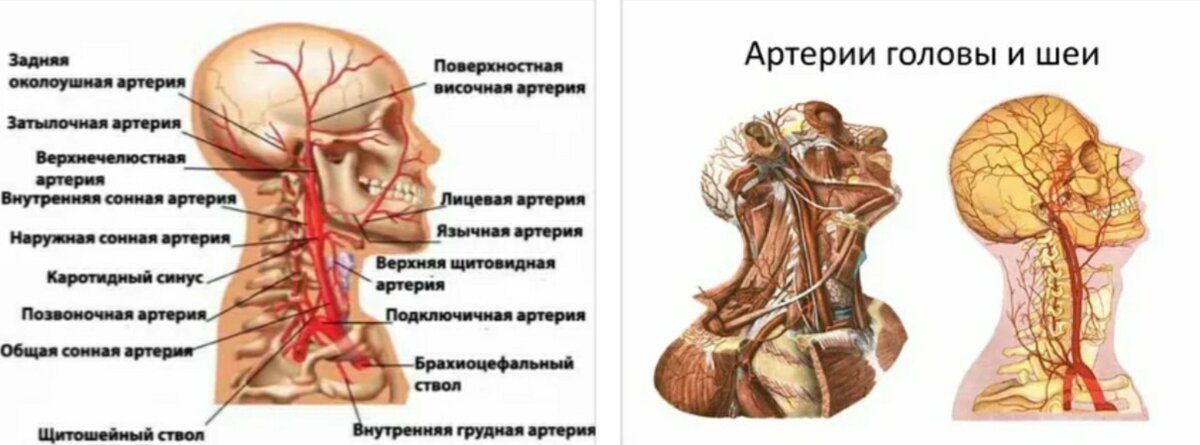 Сосуды головы и шеи, плакат глянцевый А1/А2 " Купить оптом и в розницу " Цена от