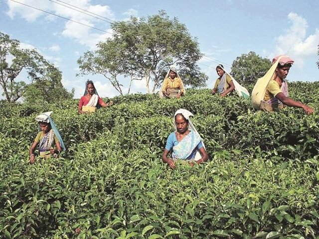 Индийская чайная картинка. www.business-standard.com