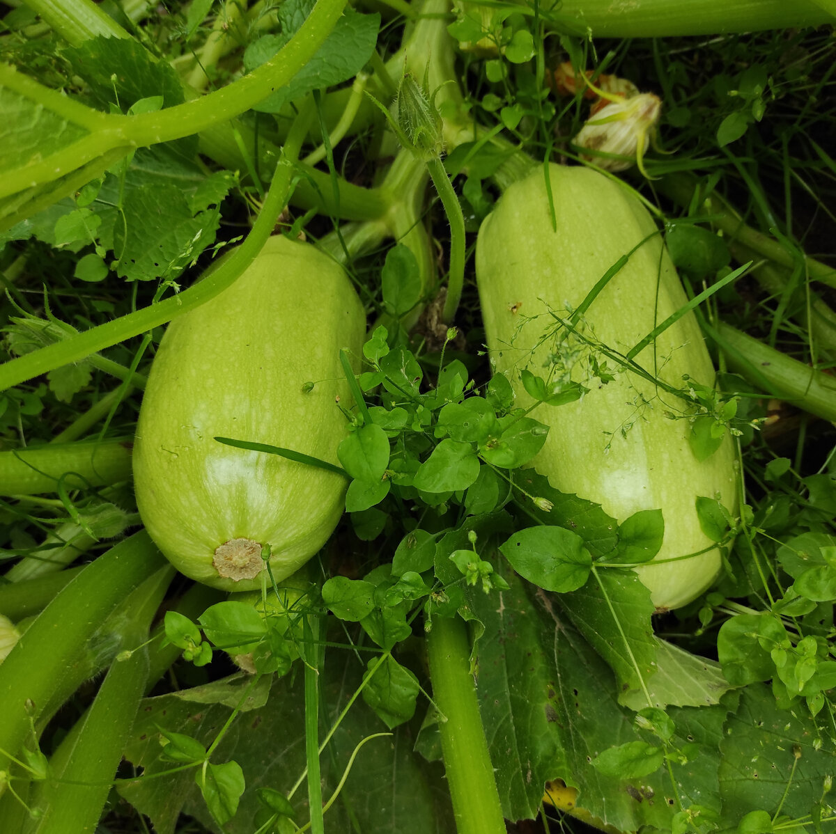 Кабачки призывают к действию.