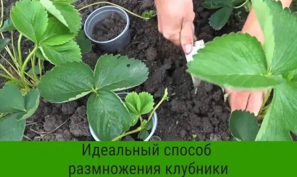 Идеальный способ размножения клубники😍