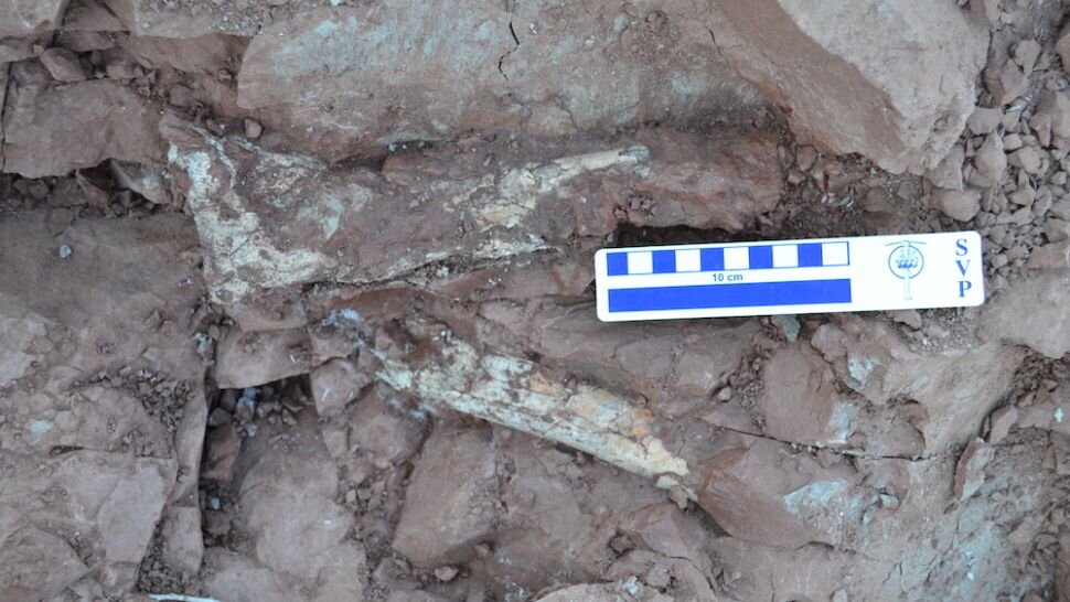 На этой фотографии показана часть лучевой кости Танатосдракона , или кости предплечья, в том месте, где она прикрепляется к плечу.  (Изображение предоставлено Леонардо Д. Ортисом Дэвидом)
