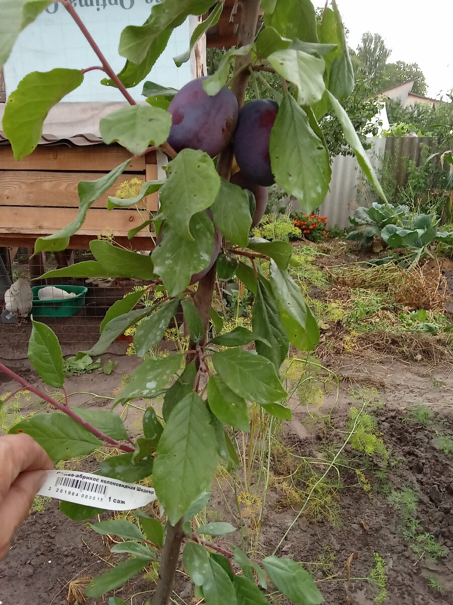 Колоновидная слива-абрикос "Шедевр"