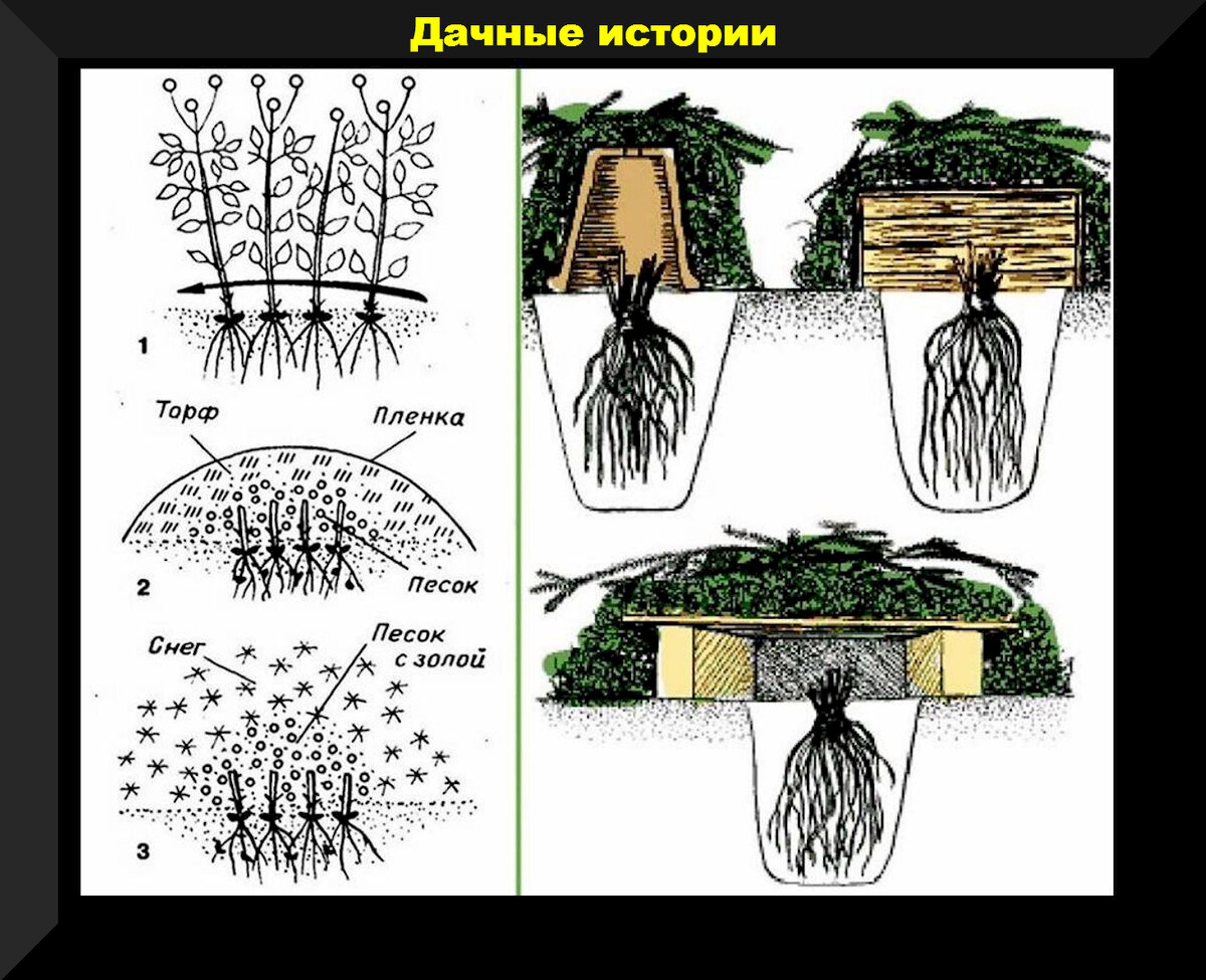 Подготовка клематисов к зиме: советы, благодаря которым клематисы прекрасно  зимуют | Дачные истории | Дзен