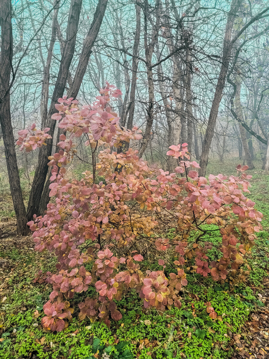 Скумпия кожевенная