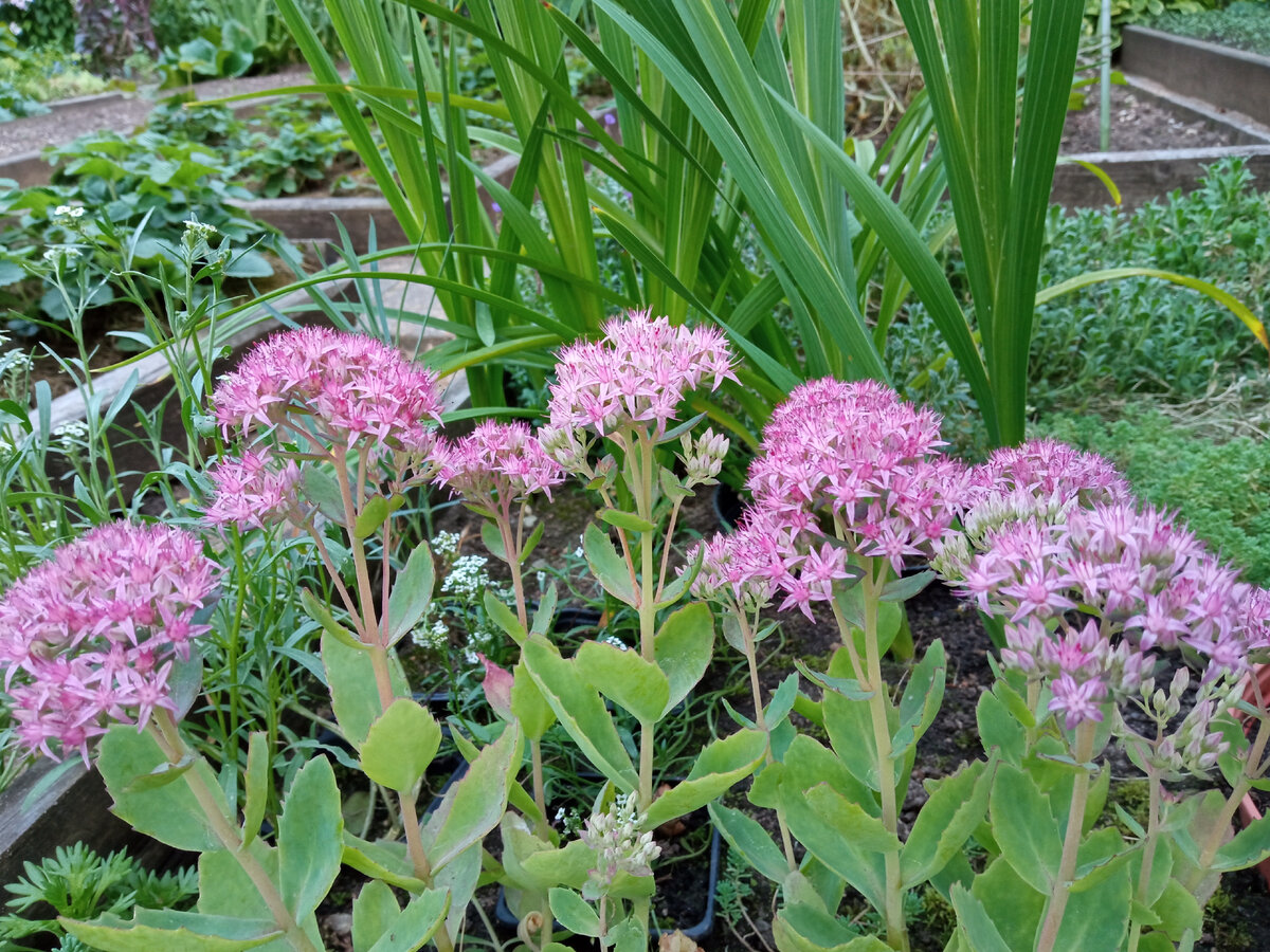 Очиток толстоветвистый Sedum pachyclados