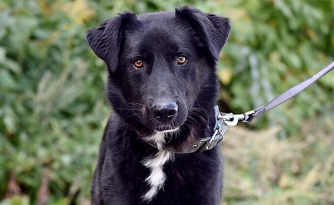 Пёс Барт из приюта "Печатники"