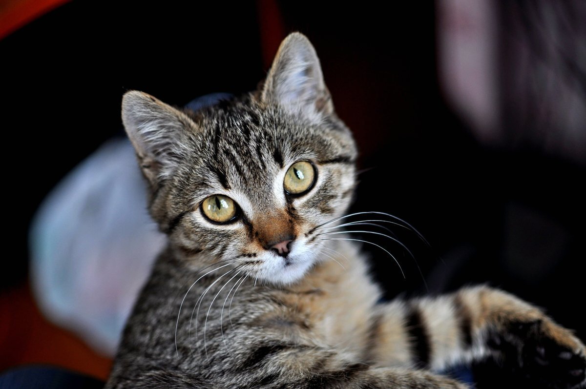 Кот васька белый. Кот васька серый фото. Котёнок чёрно белый маленький. Черно белый кот уличный. Белая уличная кошка.