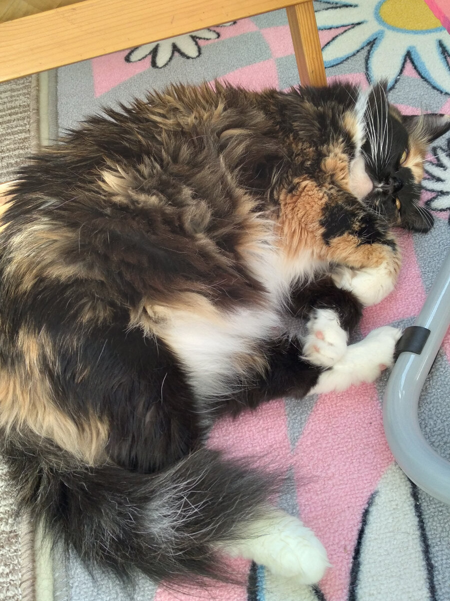 Муся, которая умеет летать