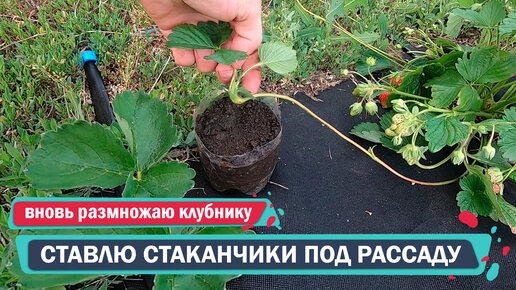 Вновь ставлю стаканчики под рассаду клубники. Размножаю клубнику в деревне своими силами.