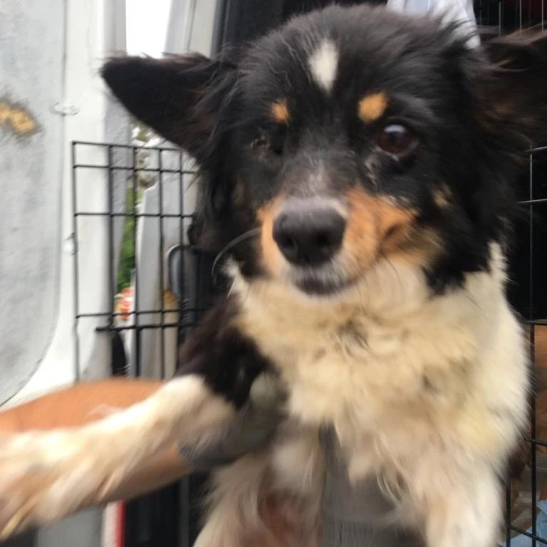 приют лохматая душа