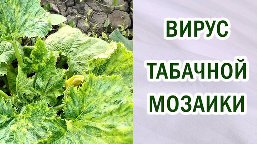 Вирус табачной мозаики на томатах, огурцах, кабачках, картофеле. Что это такое. Вирусные болезни. Переносчики.