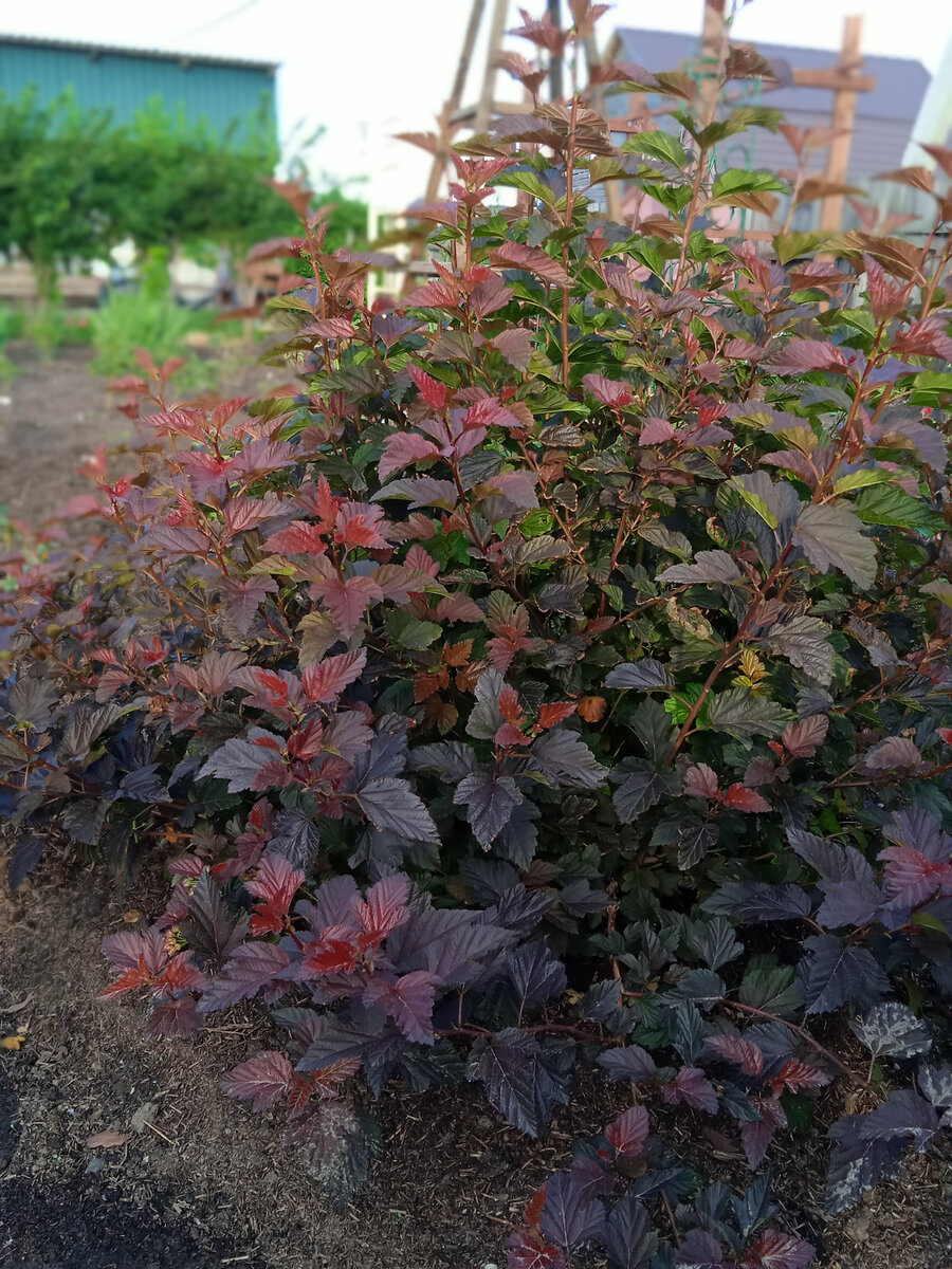 Пузыреплодник Шух  или Андре