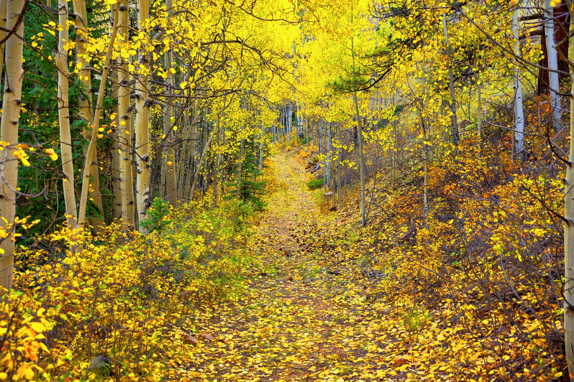 Я в осеннем лесу повстречал мухомор. А он взял и ушел по тропе в темноту. И в сомнениях я нахожусь до сих пор - то ли ёжик то был... Чудеса в лесу тут ) яндекс фото