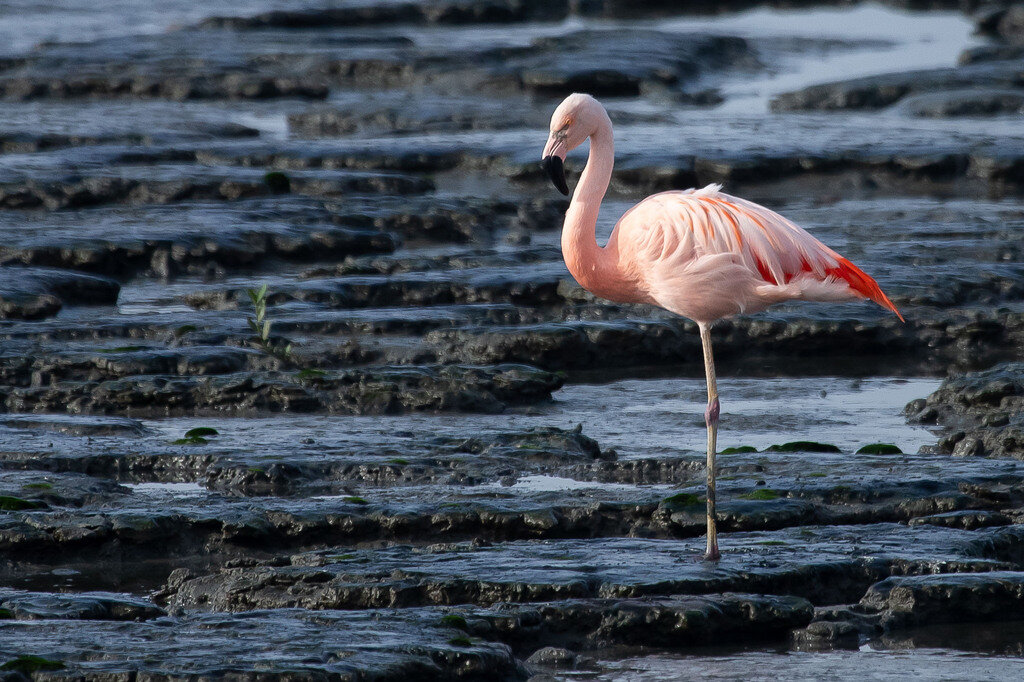 Чилийский фламинго, фото Claudio Martins de Souza