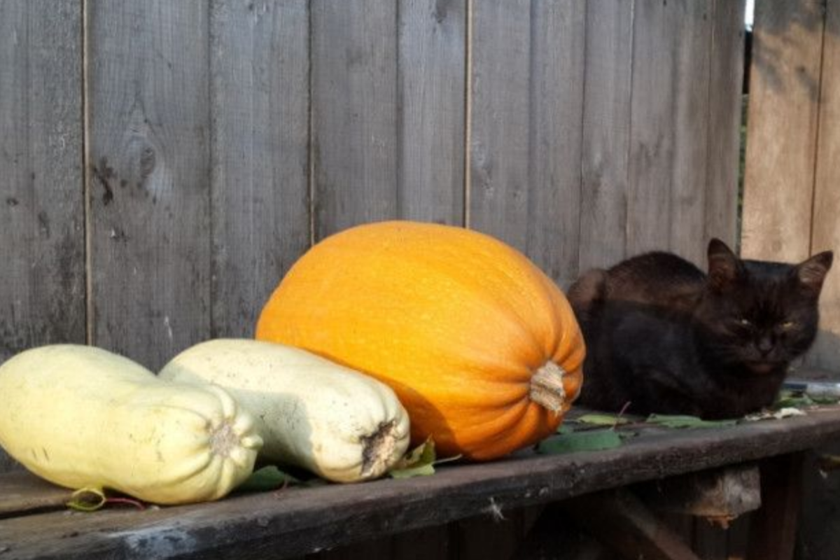 Котики дня 