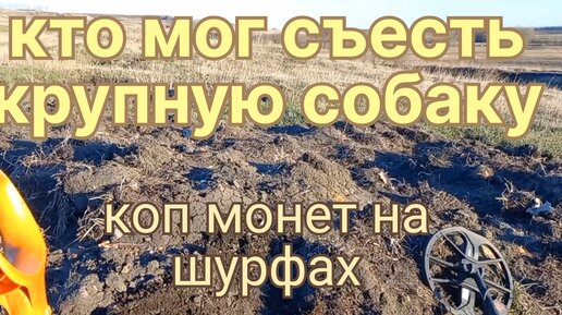 Кто мог такое сделать?Обнаружил на шурфах останки крупной ссобаки.ЖЕСТЬ!!!