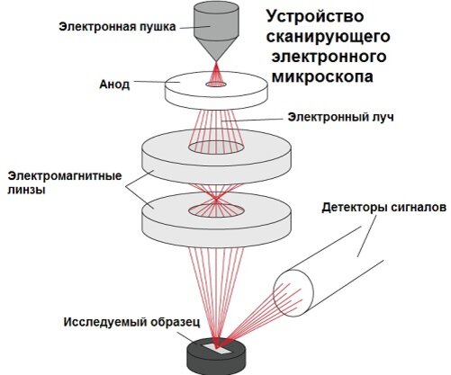 Электронная микроскопия как метод цитологии | ЕГЭволюция. Готовимся к ...