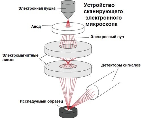 Электронная микроскопия принцип микроскопии